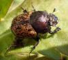 Onthophagus sp.
